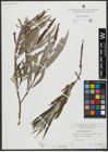 Foto von Salix viminalis L.